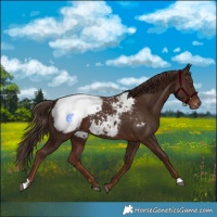 Horse Color:Liver Chestnut Snowcap