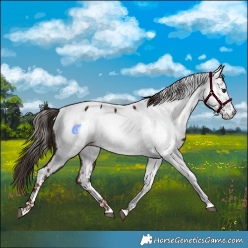 Horse Color:Liver Chestnut Appaloosa 