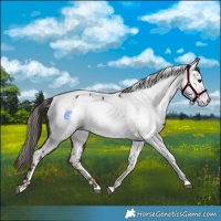 Horse Color:Liver Chestnut Near Fewspot
