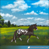 Horse Color:Liver Chestnut Splash Blanket 