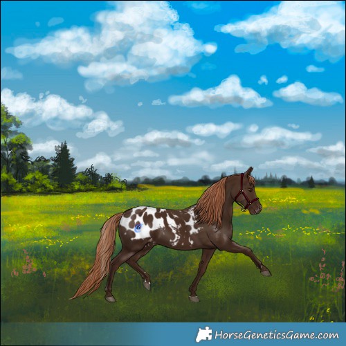 Horse Color:Liver Chestnut Appaloosa 
