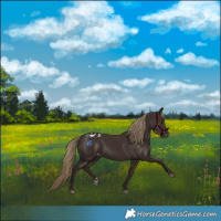 Horse Color:Liver Chestnut Varnish