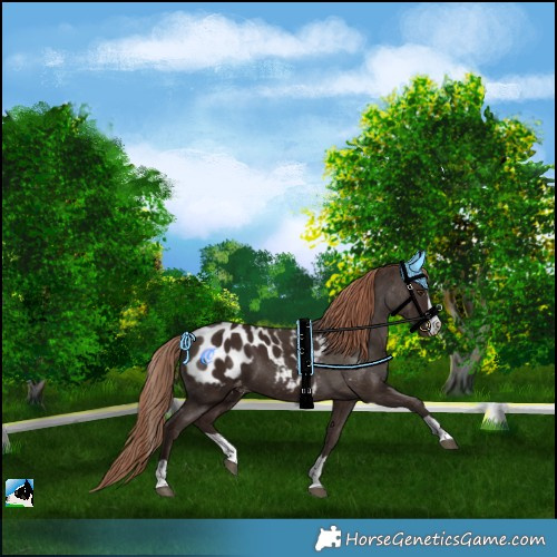Horse Color:Liver Chestnut Splash Blanket 