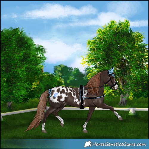 Horse Color:Liver Chestnut Splash Appaloosa