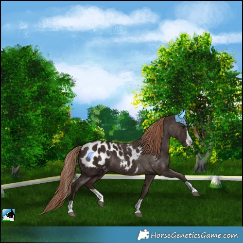 Horse Color:Liver Chestnut Splash Blanket 