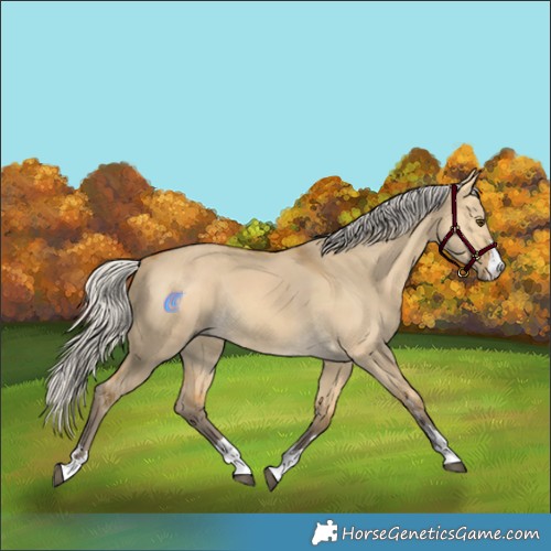Horse Color:Silver Buckskin Dun Rabicano 