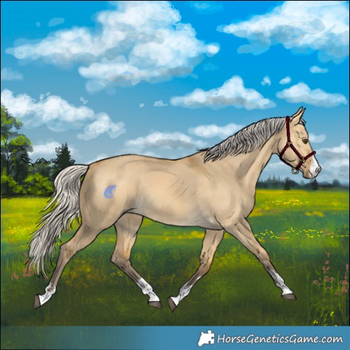 Horse Color:Silver Buckskin Dun Rabicano 