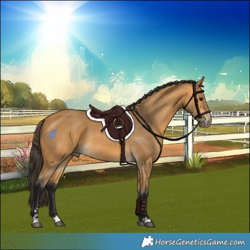 Horse Color:Buckskin 