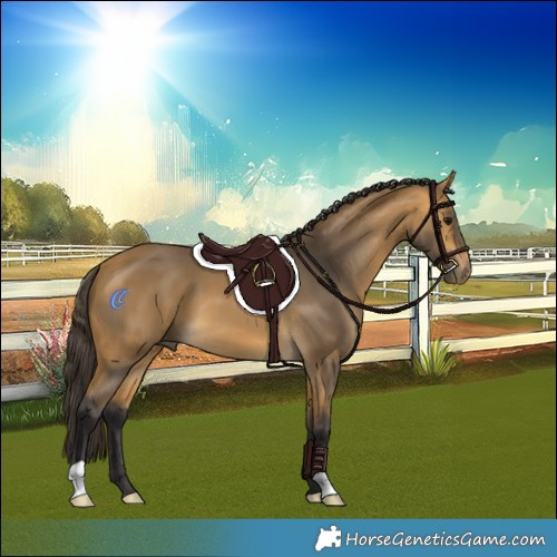 Horse Color:Buckskin 
