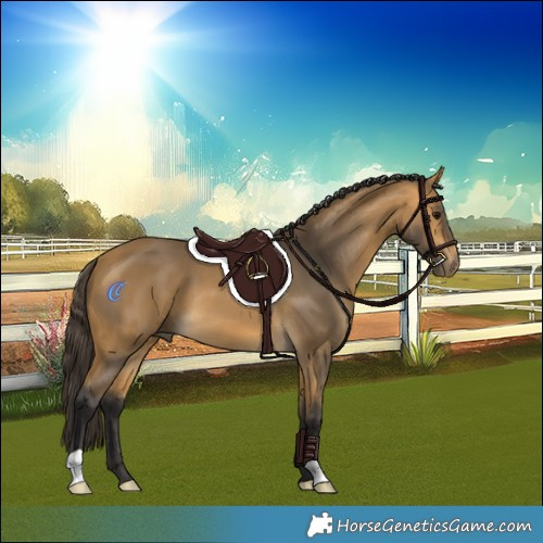 Horse Color:Buckskin 