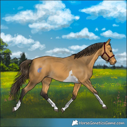 Horse Color:Buckskin Tobiano 
