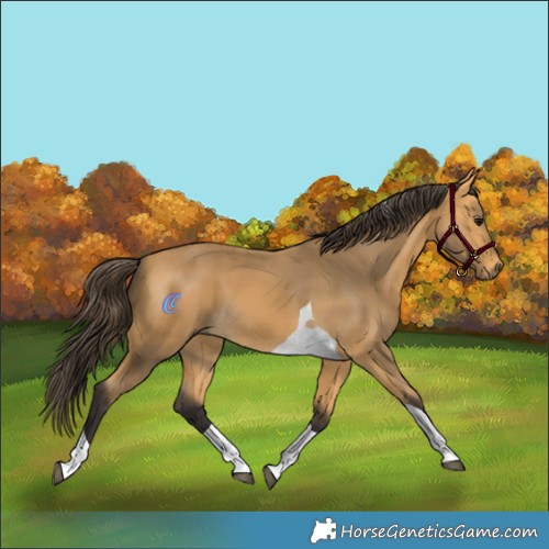 Horse Color:Buckskin Tobiano 