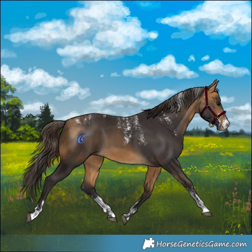 Horse Color:Powder White Buckskin 