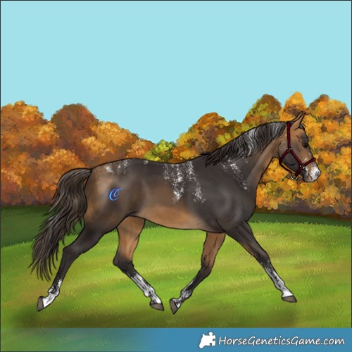 Horse Color:Powder White Buckskin 