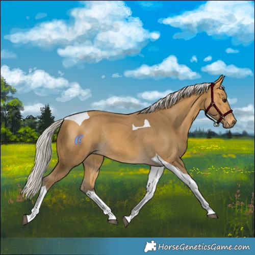 Horse Color:Silver Buckskin Tobiano Rabicano 