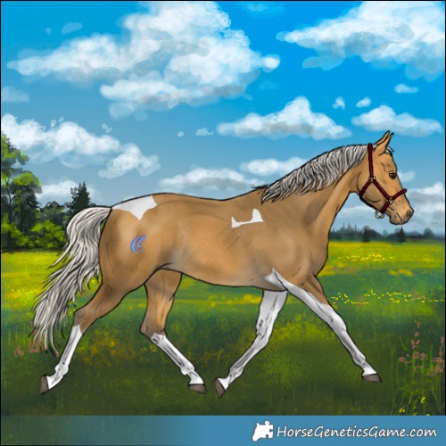 Horse Color:Silver Buckskin Tobiano Rabicano 