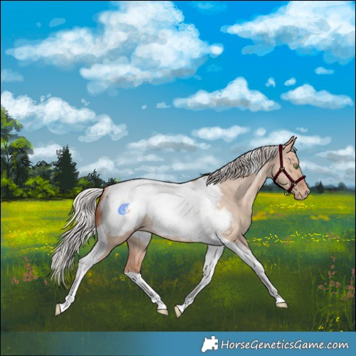 Horse Color:Silver Sable Champagne Dun Tobiano Snowcap Rabicano 