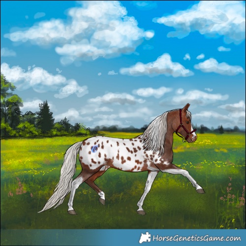 Horse Color:Silver Brown Tobiano Near Leopard Rabicano 