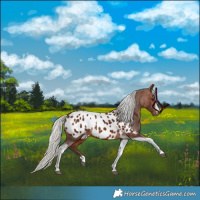 Horse Color:Silver Brown Tobiano Near Leopard Rabicano