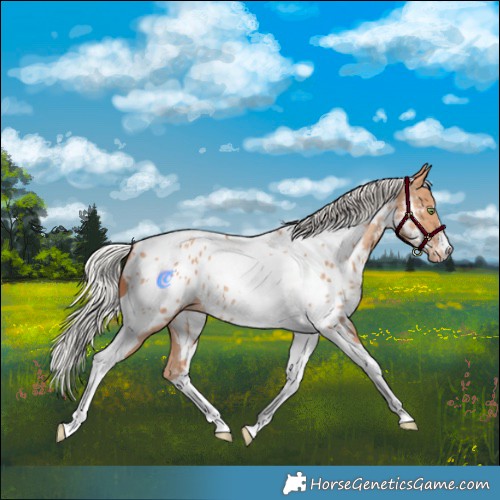 Horse Color:Silver Amber Champagne Tobiano Appaloosa Rabicano 