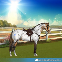 Horse Color:Buckskin Near Leopard 
