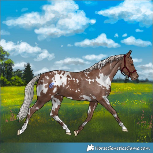 Horse Color:White Spotted Silver Black Blanket 