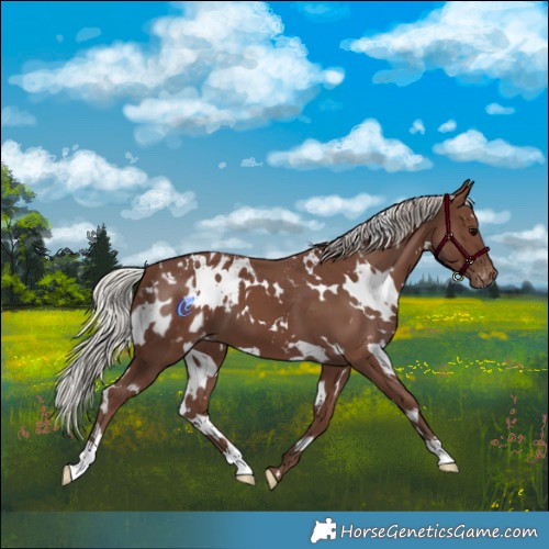 Horse Color:White Spotted Silver Black Appaloosa 