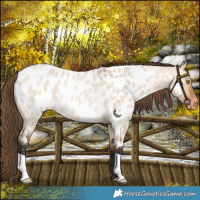 Horse Color:Bay Roan Dun Near Leopard Rabicano 