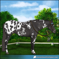 Horse Color:White Spotted Smoky Black Blanket 