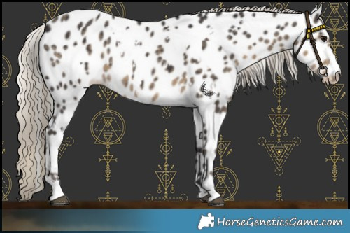 Horse Color:White Spotted Silver Smoky Black Near Leopard 
