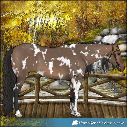 Horse Color:White Spotted Brown Dun 
