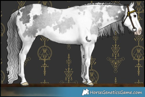 Horse Color:White Spotted Blue Roan Splash Varnish 