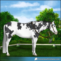 Horse Color:White Spotted Black Splash 