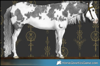 Horse Color:White Spotted Blue Roan Splash 