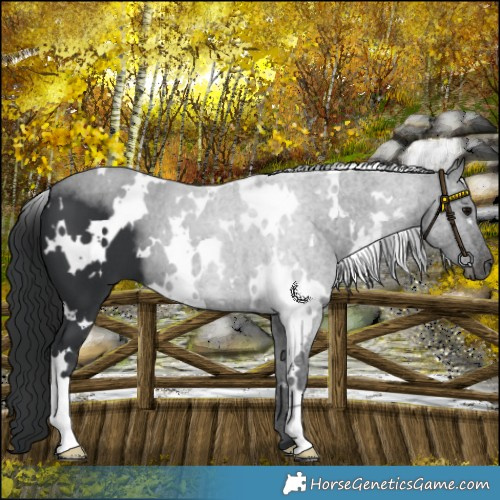 Horse Color:White Spotted Black 