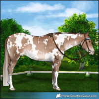 Horse Color:White Spotted Brown Pearl 