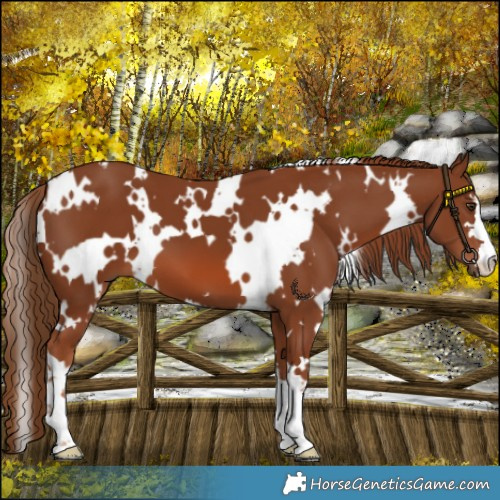 Horse Color:White Spotted Chestnut