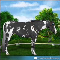 Horse Color:White Spotted Black