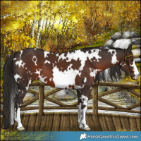 Horse Color:White Spotted Liver Chestnut