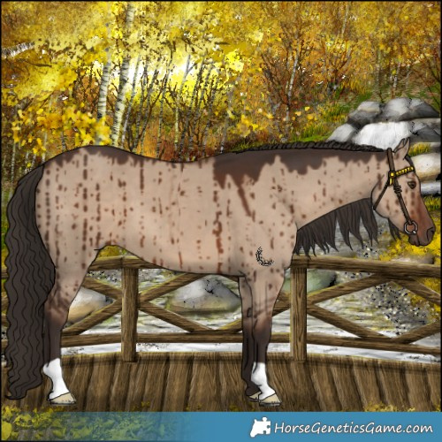 Horse Color:Liver Red Dun Brindle 
