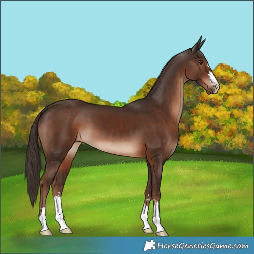 Horse Color:Liver Chestnut 