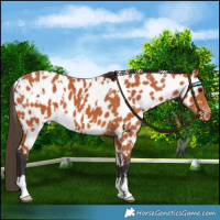 Horse Color:White Spotted Bay Near Leopard