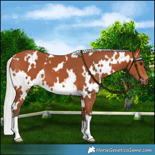 Horse Color:White Spotted Silver Bay 