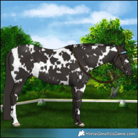 Horse Color:White Spotted Liver Chestnut 