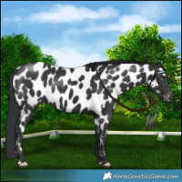 Horse Color:Black Near Leopard 