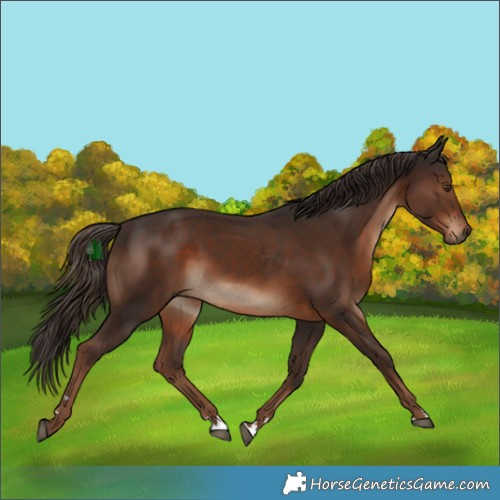 Horse Color:Liver Chestnut 