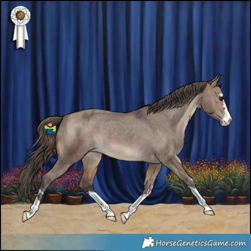 Horse Color:Brown Dun Appaloosa 