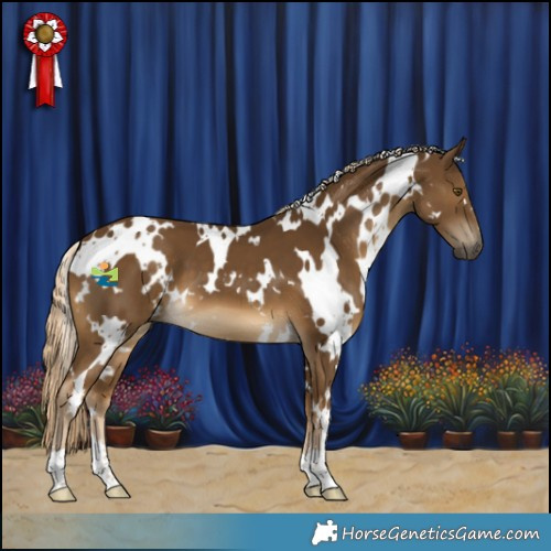 Horse Color:White Spotted Chocolate Palomino 