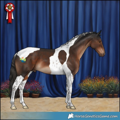 Horse Color:Liver Chestnut Tobiano