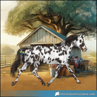 Horse Color:Liver Chestnut Near Leopard 